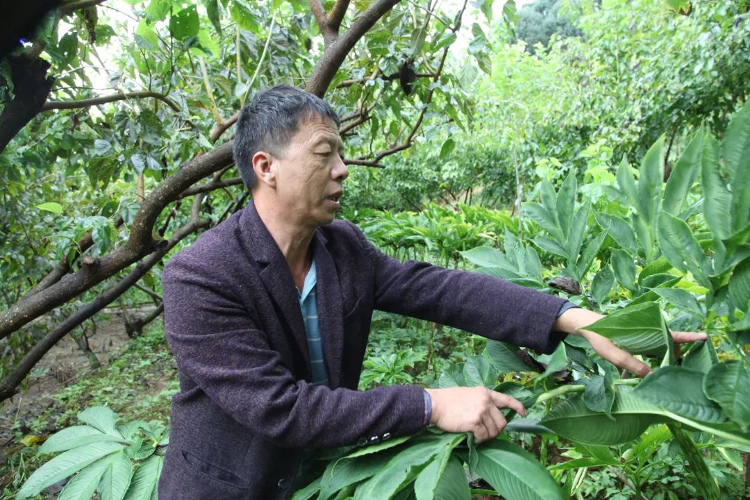 湖南魔芋生产厂家有哪些_致富湖南种植魔芋视频_湖南魔芋种植致富