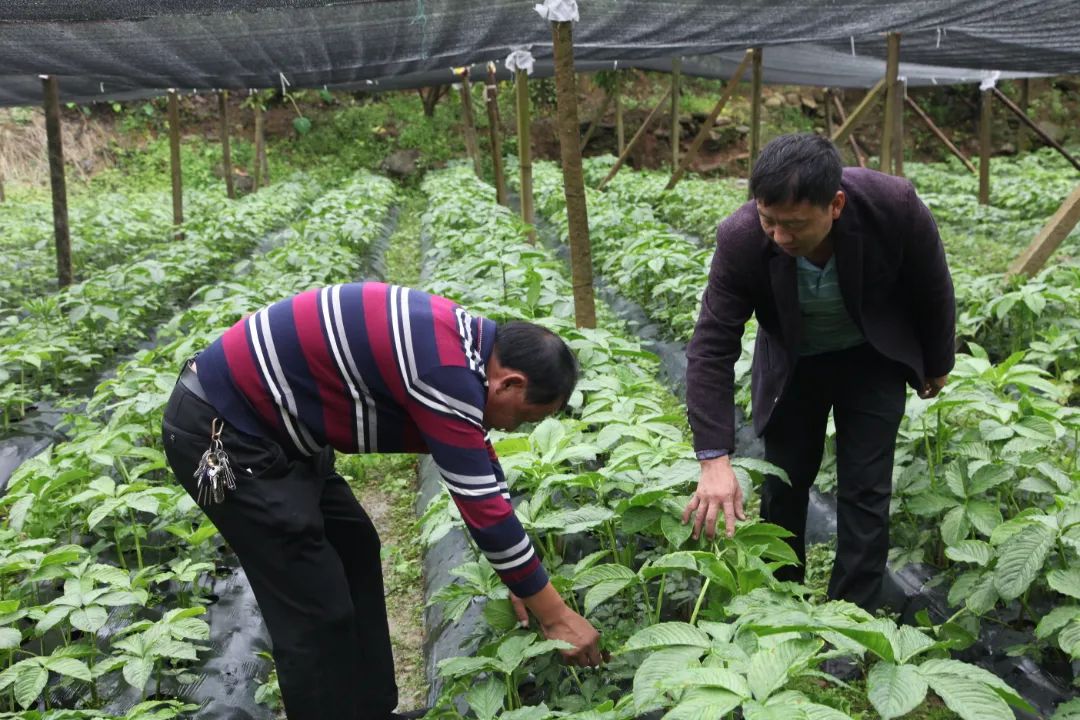 致富湖南种植魔芋视频_湖南魔芋生产厂家有哪些_湖南魔芋种植致富