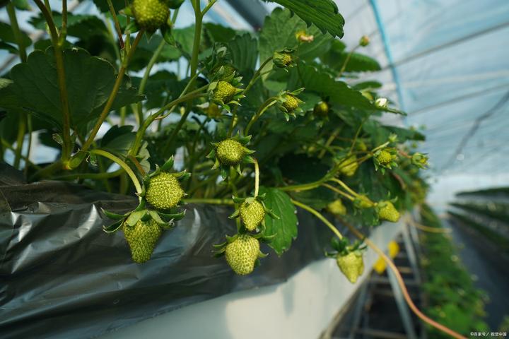 种植草莓小技巧_草莓种植技术教程_教程种植草莓技术视频