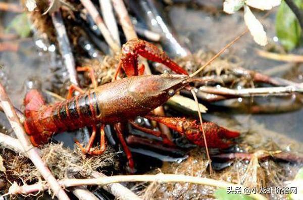 秋季降温多雨，小龙虾大量死亡？走好这四步，水质变化快不难控制