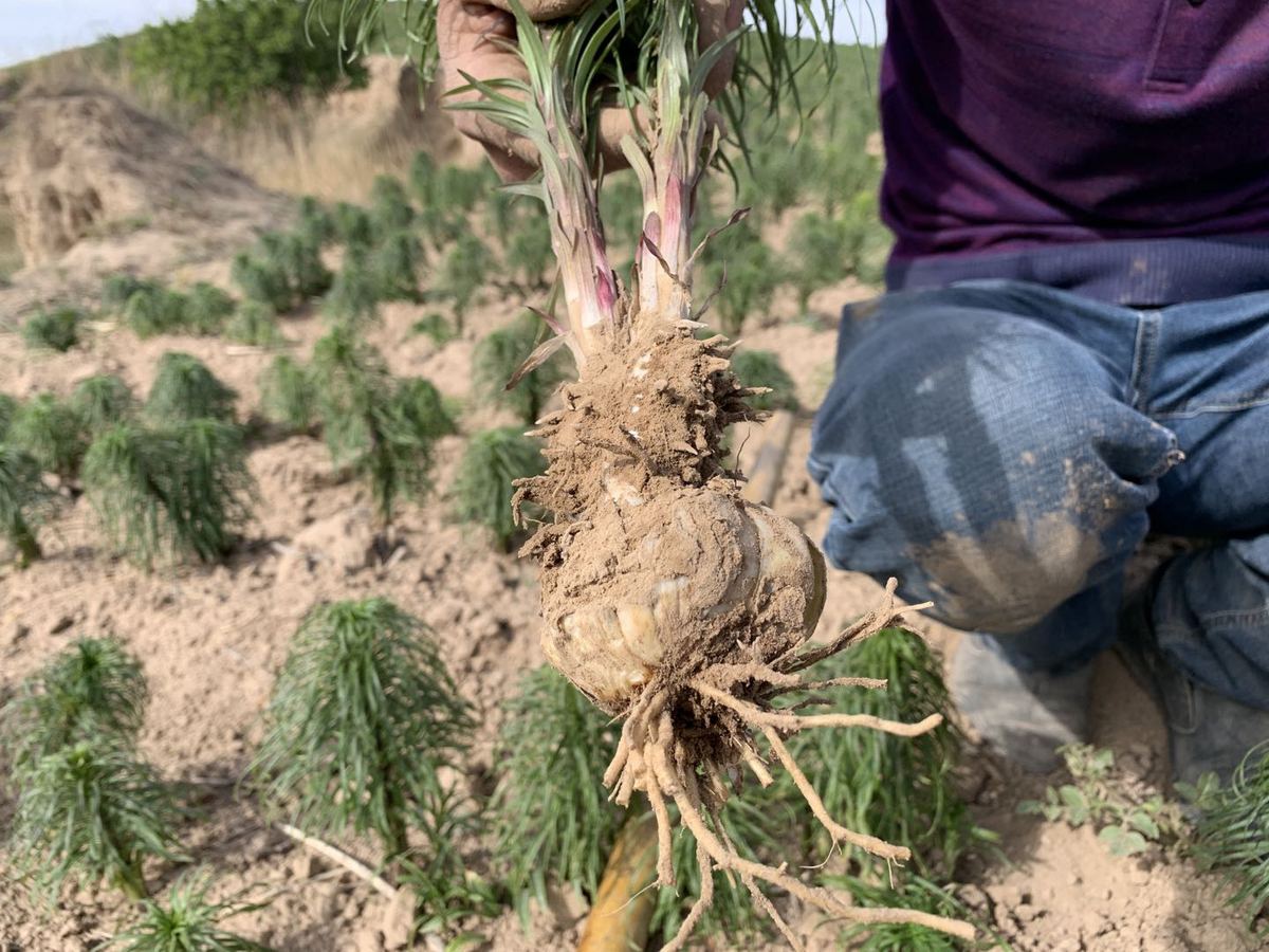 农村致富带头人范文种植业_农民种植带动致富_致富带动种植农民发展