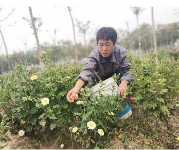 国槐种植致富_种植国槐前景怎么样_种国槐挣钱吗