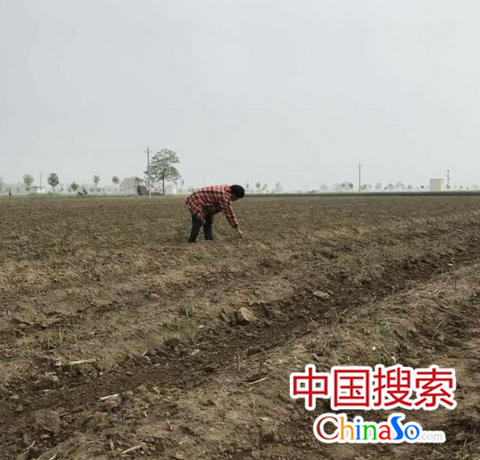 平顶山郏县：小芦笋托起百姓脱贫致富梦