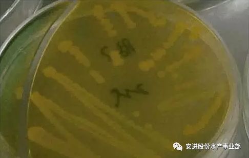 养殖石斑鱼赚钱吗_致富经石斑鱼养殖视频_致富经石斑鱼养殖技术