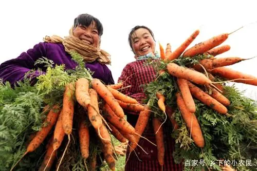 白萝卜种植技术视频_白萝卜夏季种植技术_白萝卜怎么种