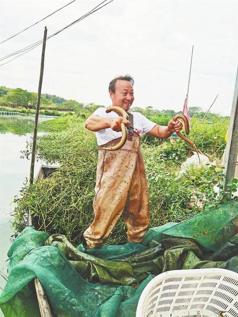 带动1.5万人就业 年产值超11亿元——一条黄鳝“钻”出富民增收路