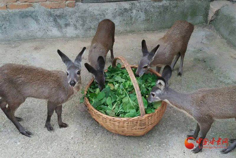 今年养殖致富吗_致富养殖今年行情如何_致富养殖项目