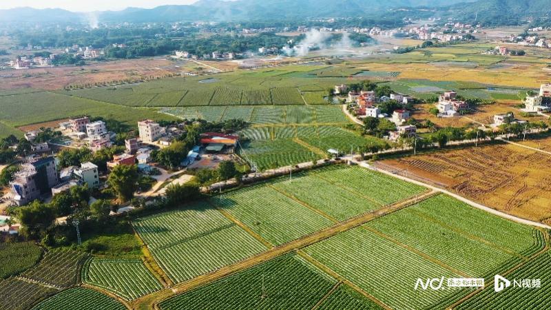 藏在包子馅的致富故事：惠州梅菜基地背后的建行版乡村振兴说