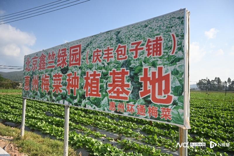 苗木种植致富故事_致富苗木种植故事视频_种树致富的故事