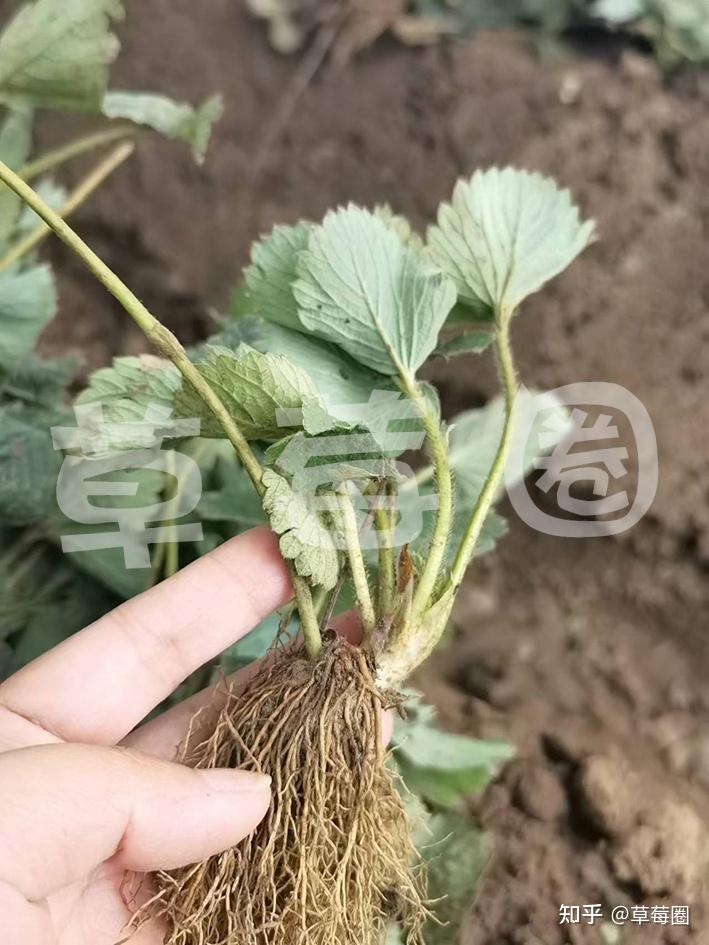 草莓定植做好这六个方面，能大大提高成活率