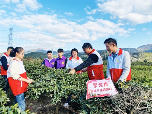 柴桥：抢抓农时摘花蕾