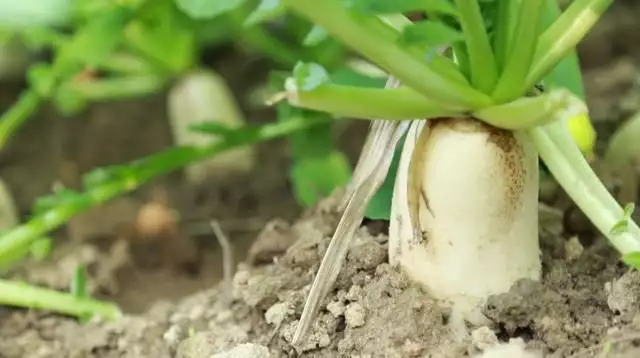 白萝卜夏季种植技术_白萝卜怎么种_白萝卜种植技术视频