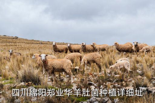 四川绵阳郑业华羊肚菌种植详细址