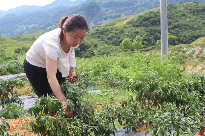 辣椒大棚种植_种大棚辣椒挣钱吗_致富经大棚种菜辣椒