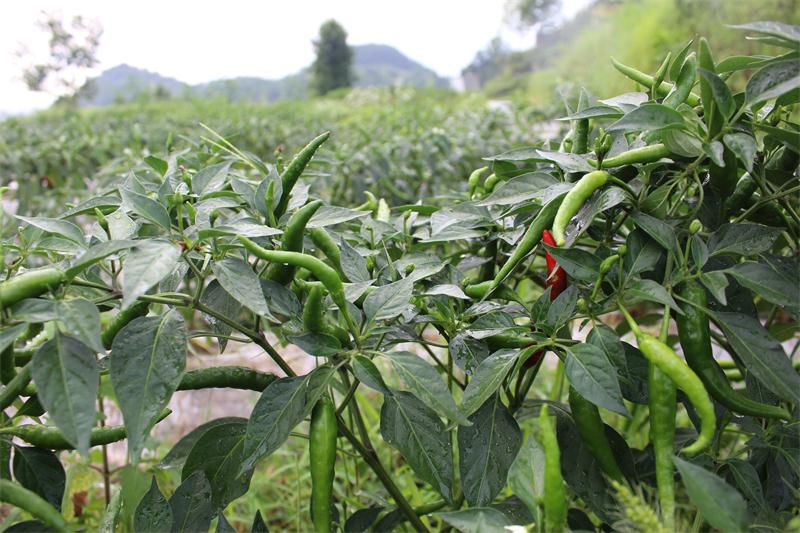 致富经大棚种菜辣椒_种大棚辣椒挣钱吗_辣椒大棚种植