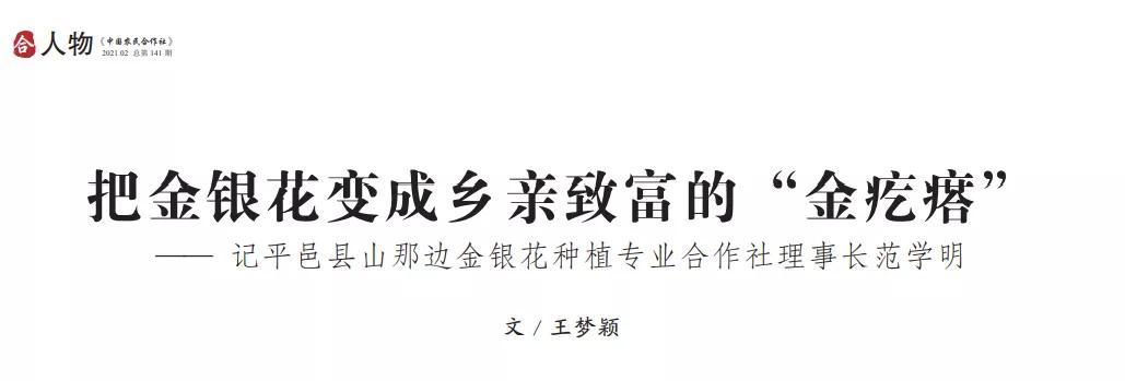 把金银花变成乡亲致富的“金疙瘩”-记平邑县山那边金银花种植专业合作社理事