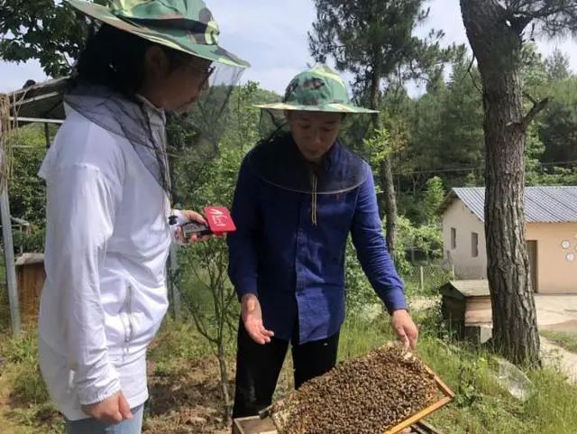 蜜蜂致富养殖视频_蜜蜂养殖致富_蜜蜂致富养殖方法