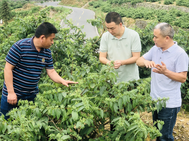 种植山银花带动2.8万农户增收，秀山县将举办第二届山银花节