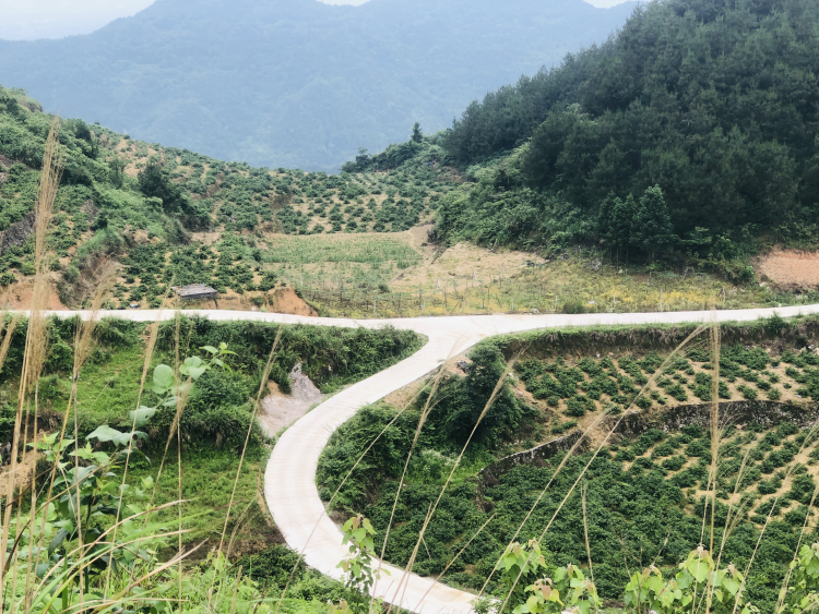 山银花种植亩产_种植山银花致富_山银花亩产量