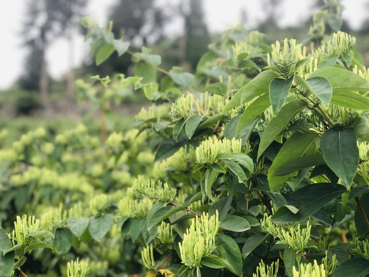 山银花亩产量_种植山银花致富_山银花种植亩产