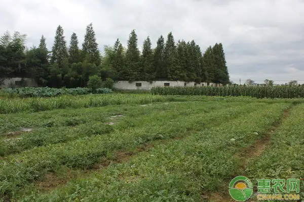 肥田萝卜栽培管理技术详解