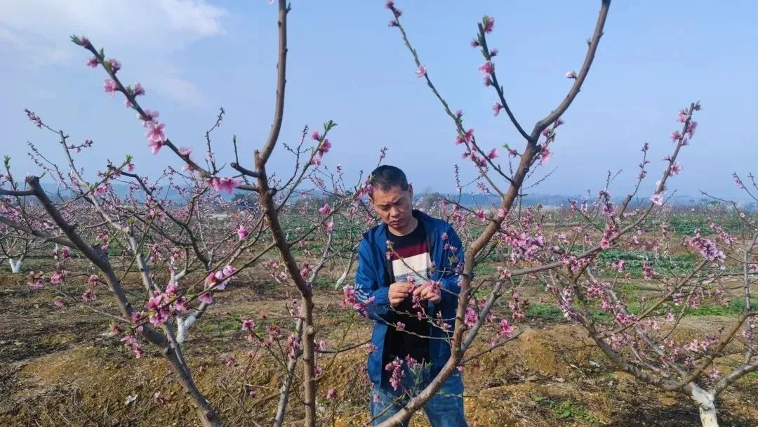 养马街道农村致富能手蒋延金：从都市白领到农村致富能手 尽己所能回馈家乡