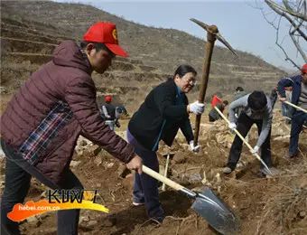 致富经桑椹果种植_致富经里桑椹种植_种植桑葚赚钱吗