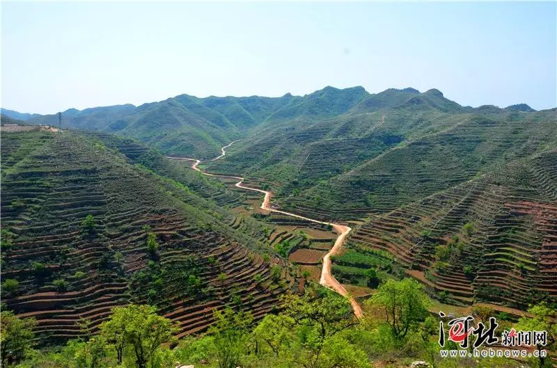 致富经里桑椹种植_种植桑葚赚钱吗_致富经桑椹果种植