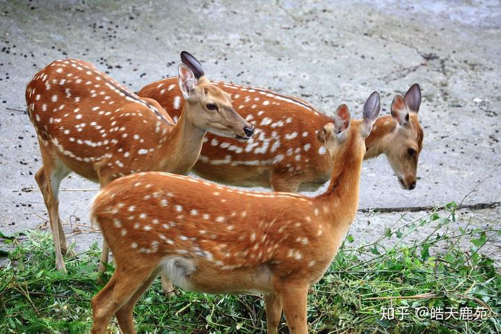 散养梅花鹿和圈养梅花鹿到底有啥区别？哪种品质更高？