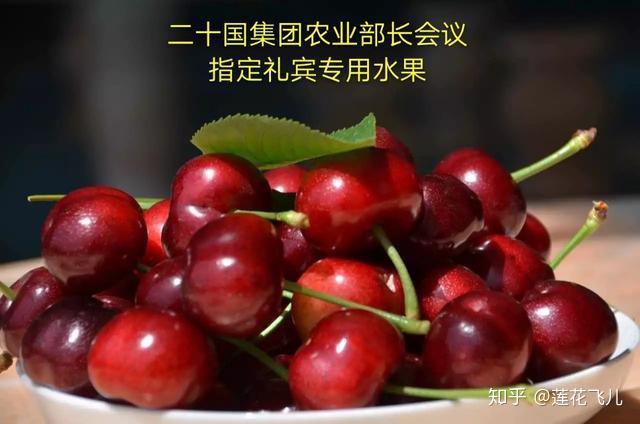 致富种植樱桃大树视频_大樱桃种植致富_种植大樱桃利润如何