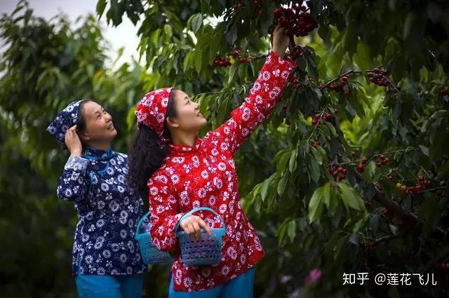 致富种植樱桃大树视频_大樱桃种植致富_种植大樱桃利润如何