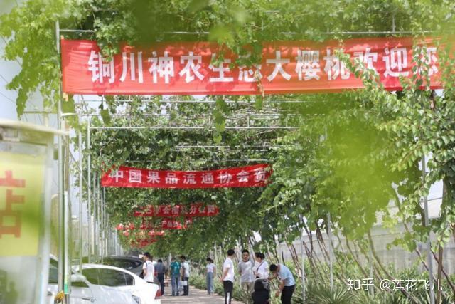 大樱桃种植致富_致富种植樱桃大树视频_种植大樱桃利润如何