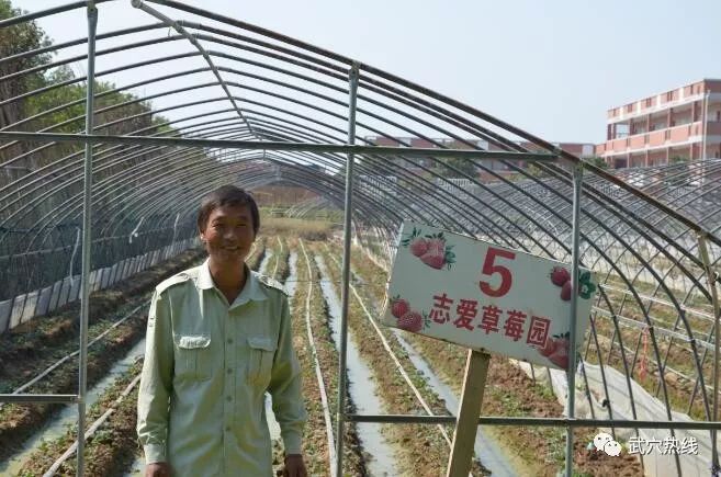 种植桑椹前景怎么样_种植桑葚_致富经里桑椹种植