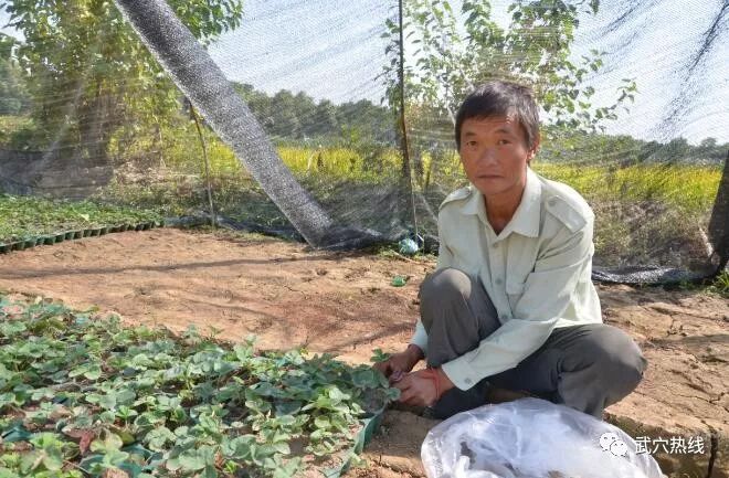 种植桑椹前景怎么样_种植桑葚_致富经里桑椹种植