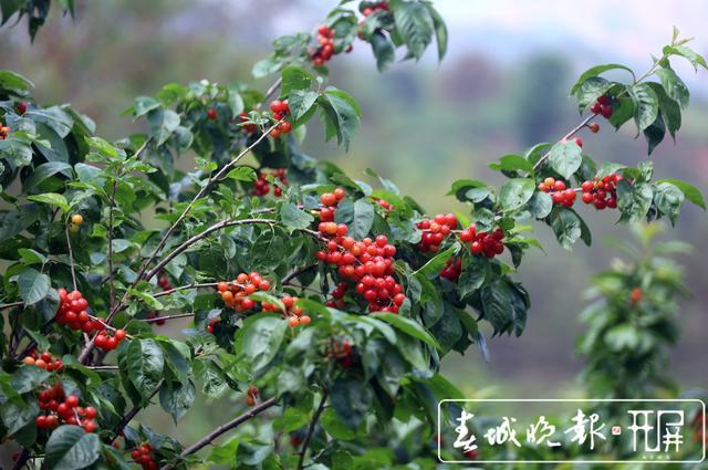 致富经大樱桃种植视频_致富经樱桃种植视频_大樱桃种植致富