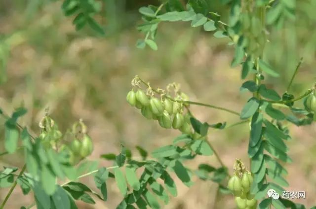 高产黄芪种植技术视频_黄芪高产栽培新技术_黄芪高产种植技术