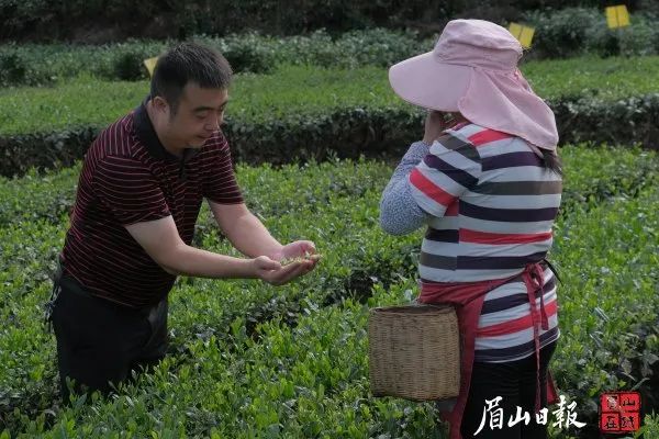 致富经桑椹果种植_种植桑椹前景怎么样_致富经里桑椹种植