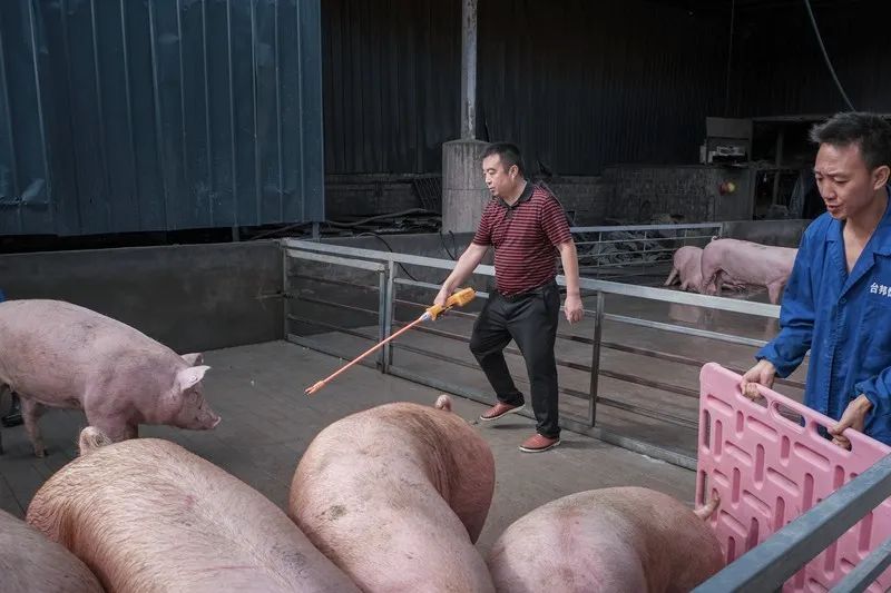 种植桑椹前景怎么样_致富经里桑椹种植_致富经桑椹果种植