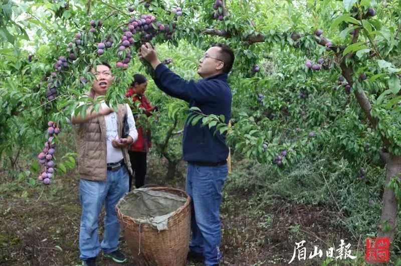 种植桑椹前景怎么样_致富经桑椹果种植_致富经里桑椹种植