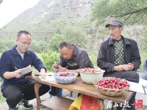 致富经桑椹果种植_种植桑椹前景怎么样_致富经里桑椹种植