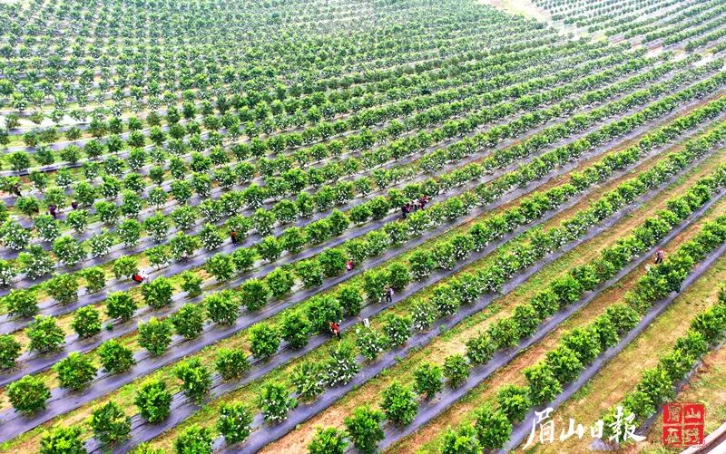 致富经里桑椹种植_种植桑椹前景怎么样_致富经桑椹果种植