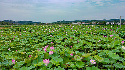 组图：八月湖北绿意盎然 致富智慧播撒在希望田野