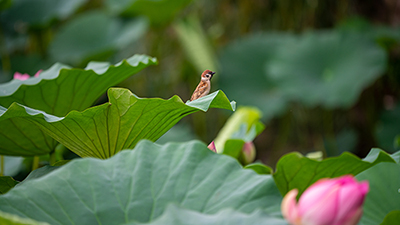 湖北种植什么赚钱_湖北致富经_湖北种植致富视频