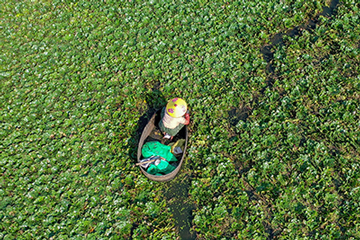 湖北致富经_湖北种植致富视频_湖北种植什么赚钱