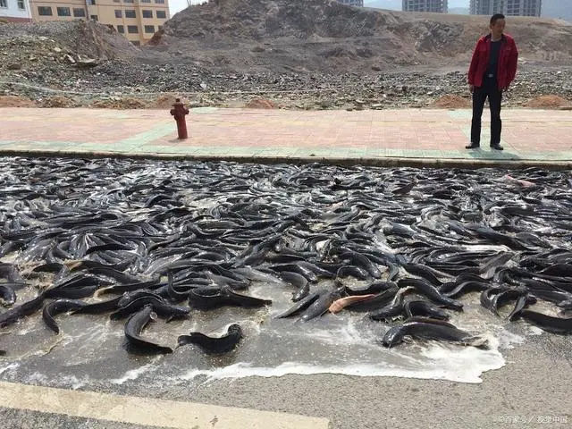 埃及塘角鱼养殖技术_埃及鱼塘角鱼_埃及塘养殖角鱼技术与管理