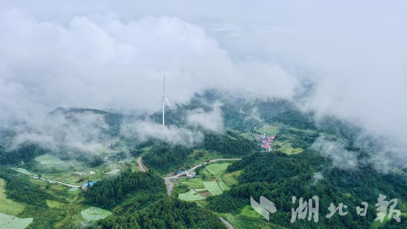 #这里是湖北#中国板党之乡恩施板桥镇：一株党参解锁致富密码