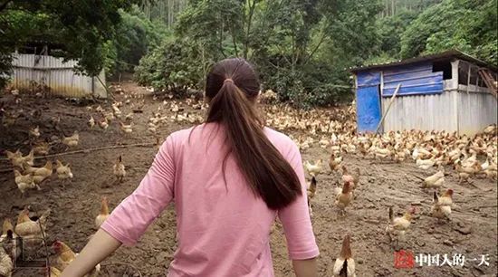 视频致富土鸡是真的吗_致富经土鸡养殖视频_土鸡致富经视频视频