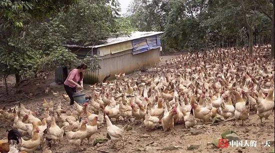 致富经土鸡养殖视频_视频致富土鸡是真的吗_土鸡致富经视频视频