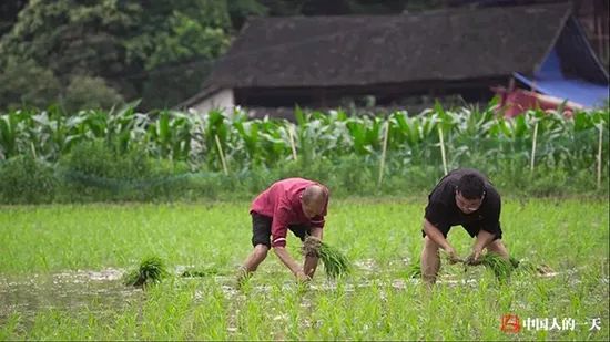 致富经土鸡养殖视频_视频致富土鸡是真的吗_土鸡致富经视频视频