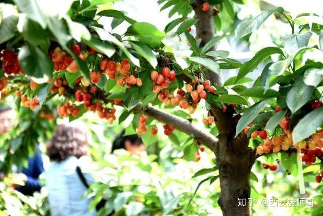 大樱桃种植致富_致富经樱桃种植视频_致富种植樱桃大棚视频